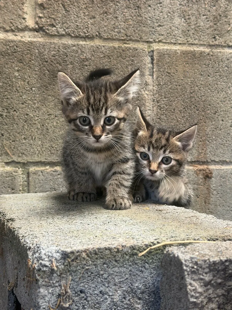 Kittens - Image 1