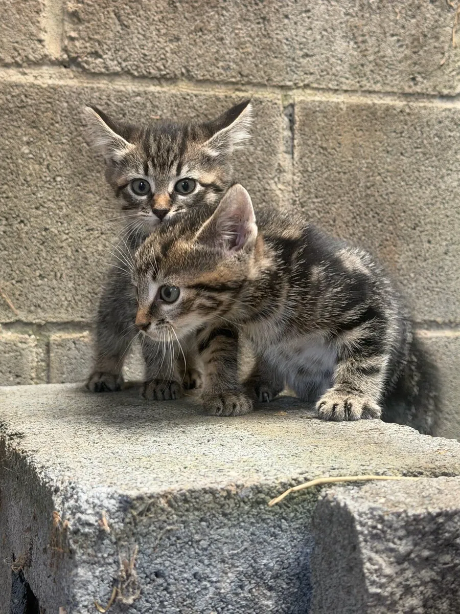 Kittens - Image 2