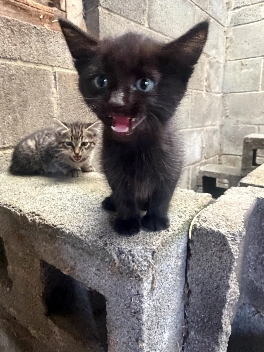 Kittens - Image 3