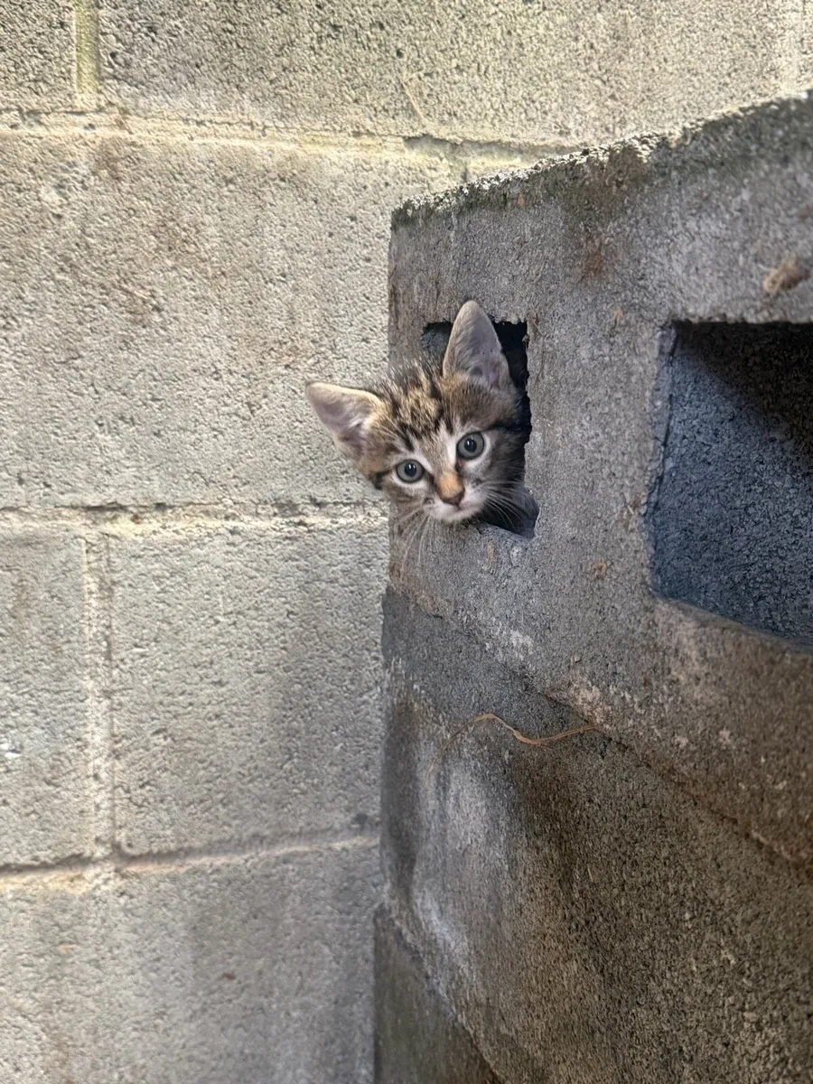 Kittens - Image 4