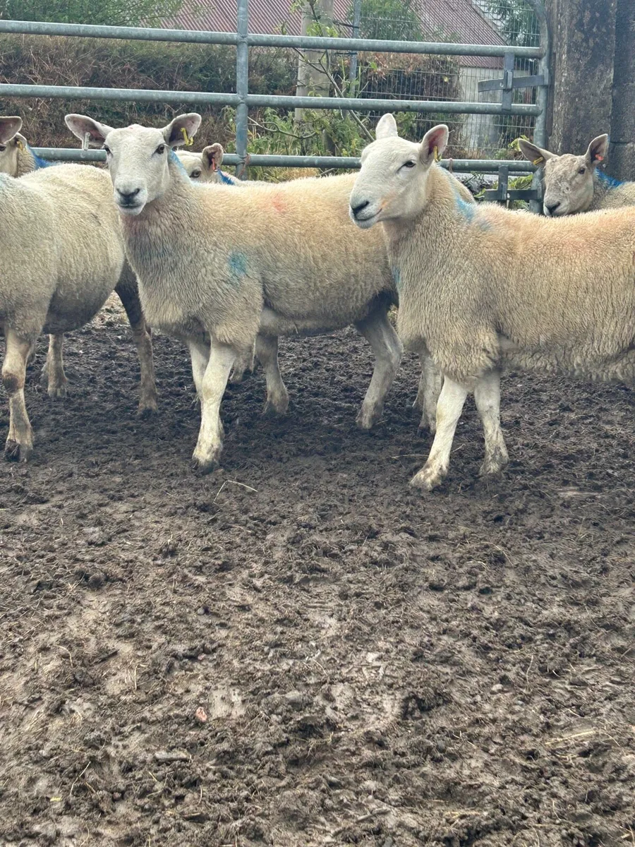 Cheviot Hoggets - Image 1