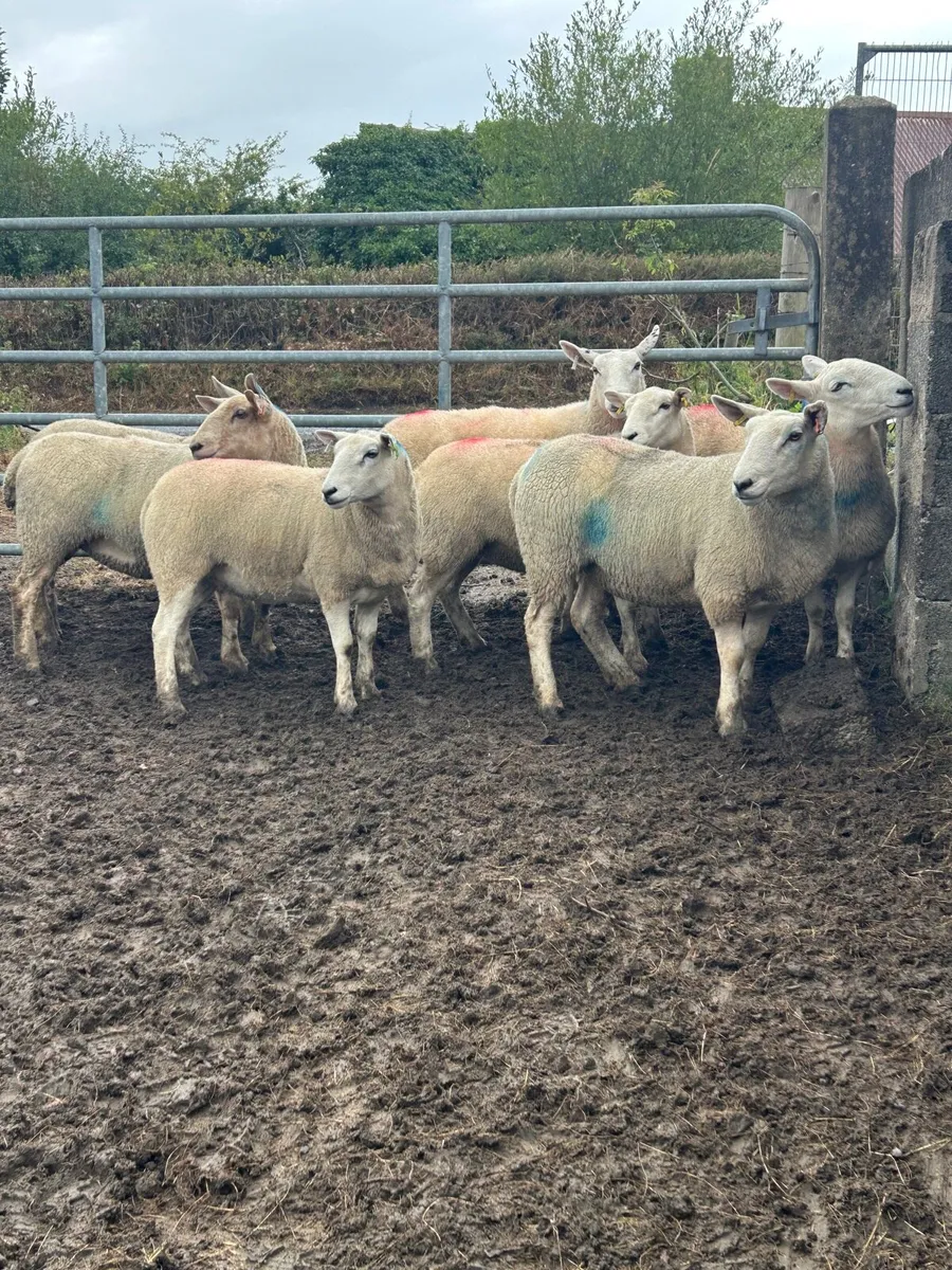 Cheviot Hoggets - Image 2