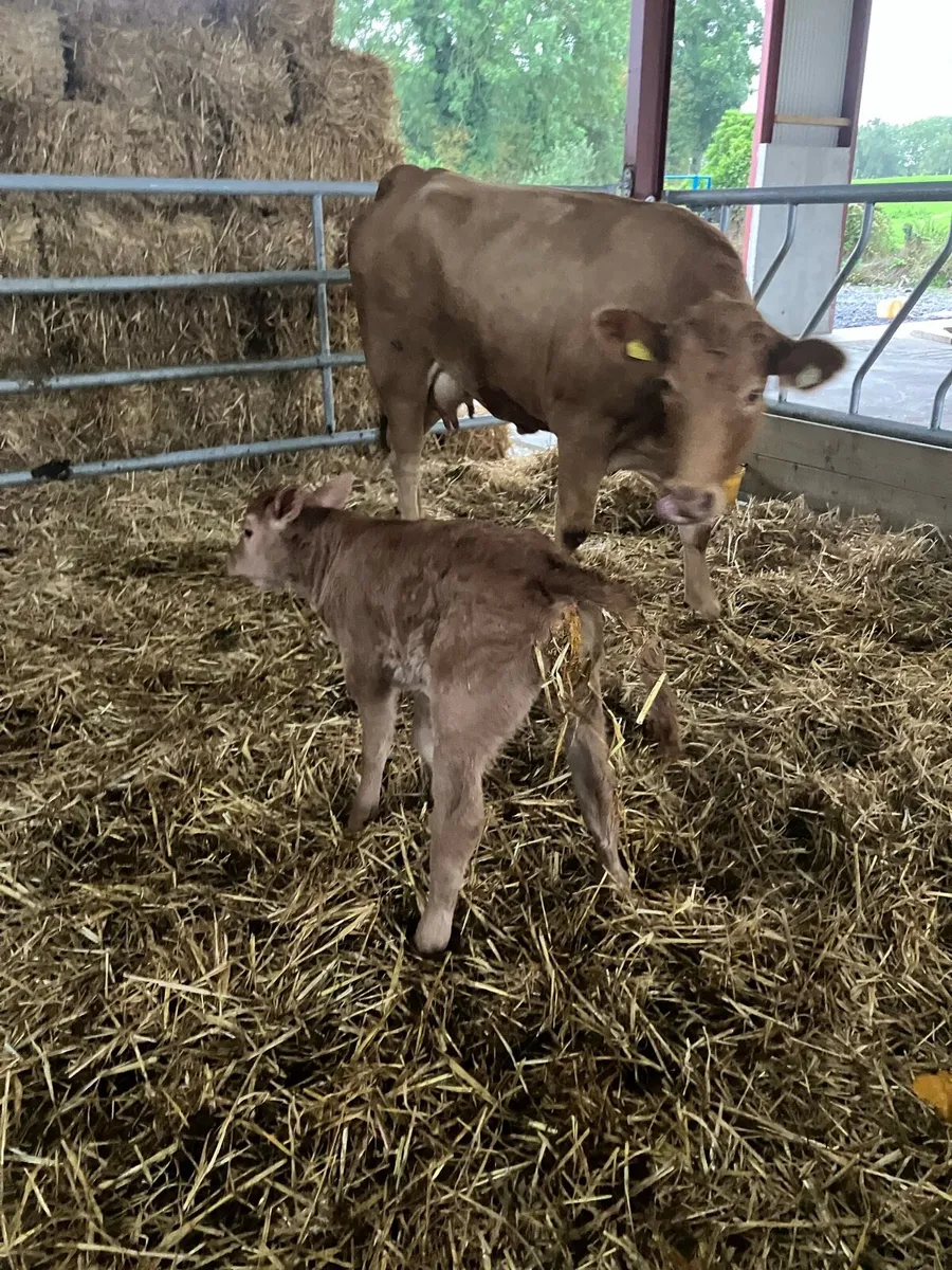 Incalf Heifers for sale - Image 4