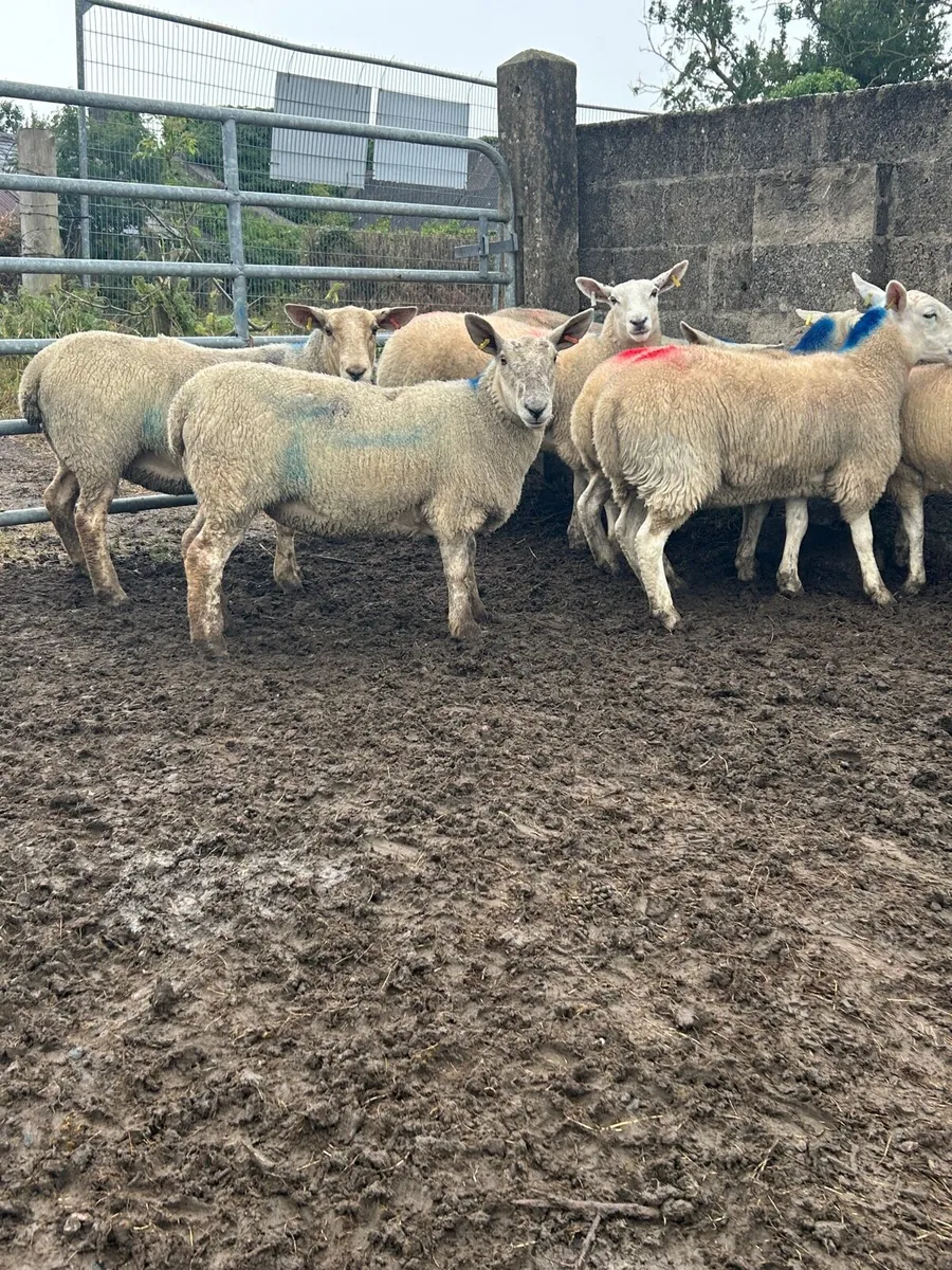 Cheviot Hoggets - Image 3