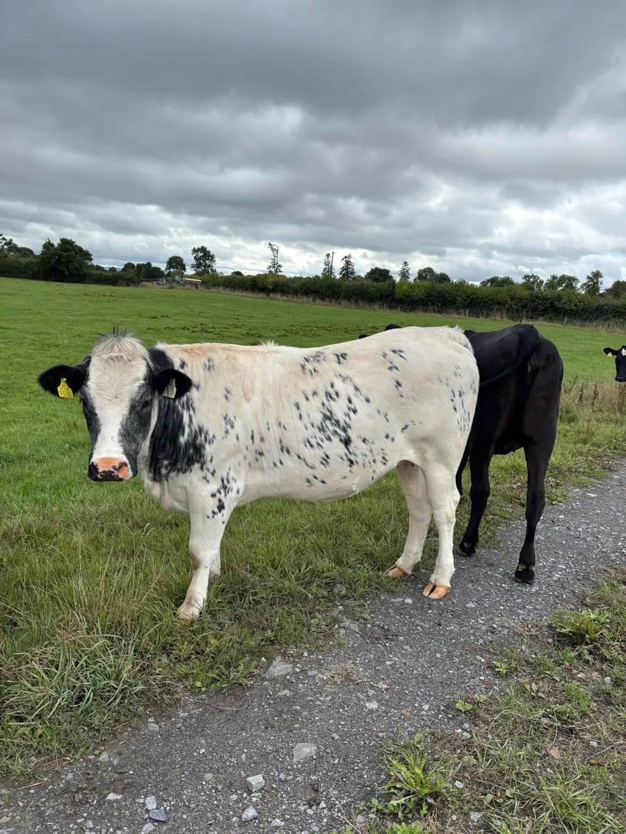 In calf blue heifers - Image 2