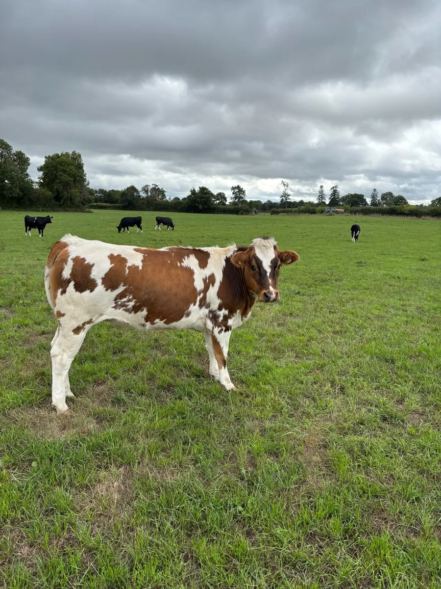 In calf blue heifers - Image 3