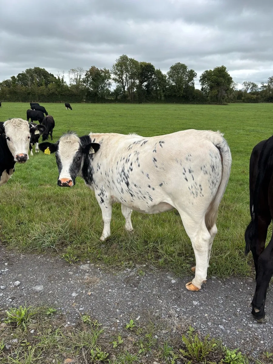 In calf blue heifers - Image 4
