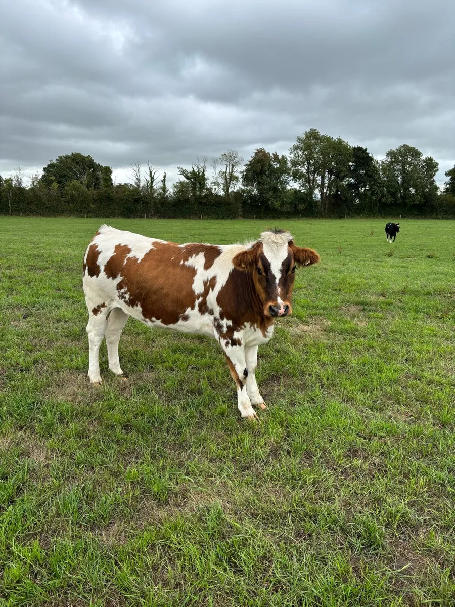 In calf blue heifers - Image 1