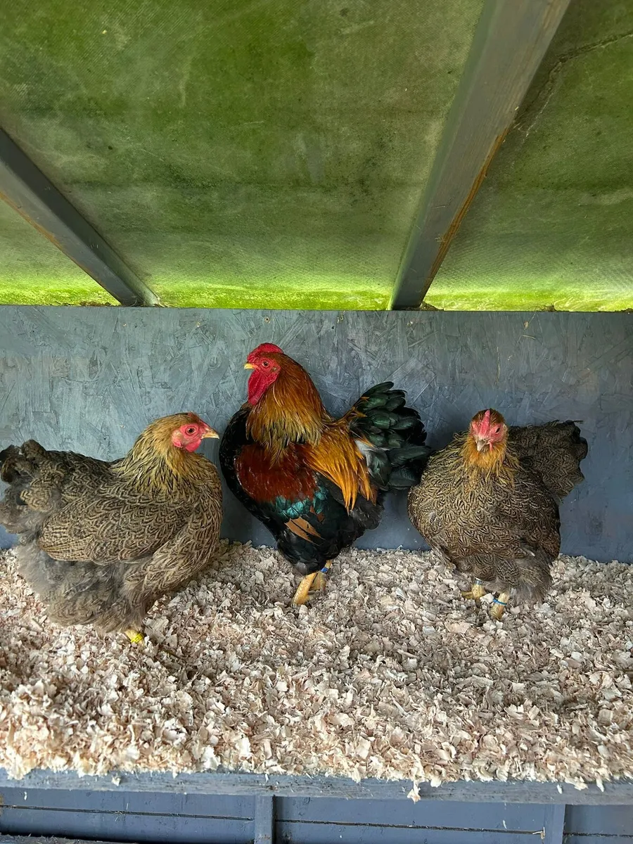 Silkies wyandottes - Image 1