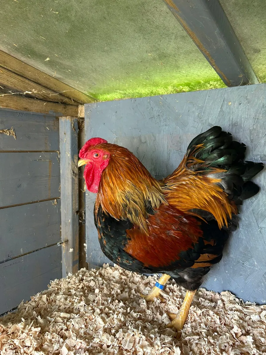 Silkies wyandottes - Image 4