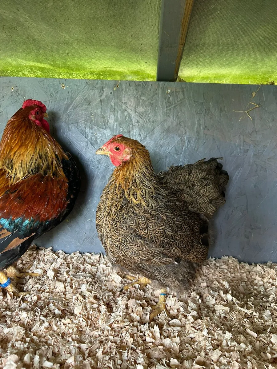 Silkies wyandottes - Image 2