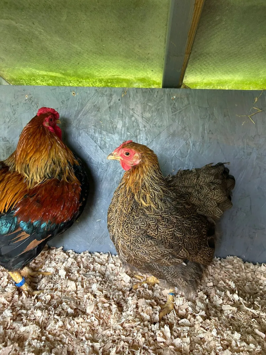 Silkies wyandottes - Image 3