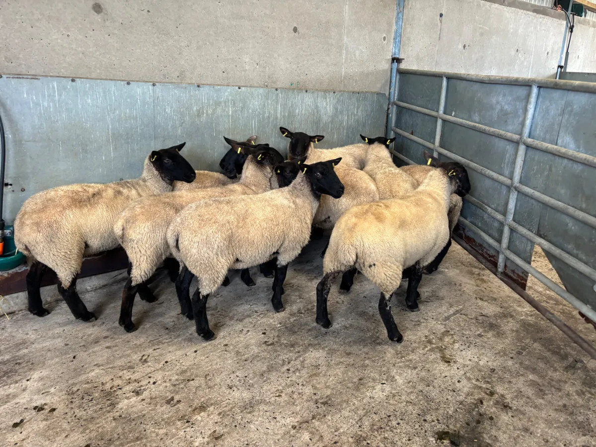 10 Suffolk hoggets - Image 4