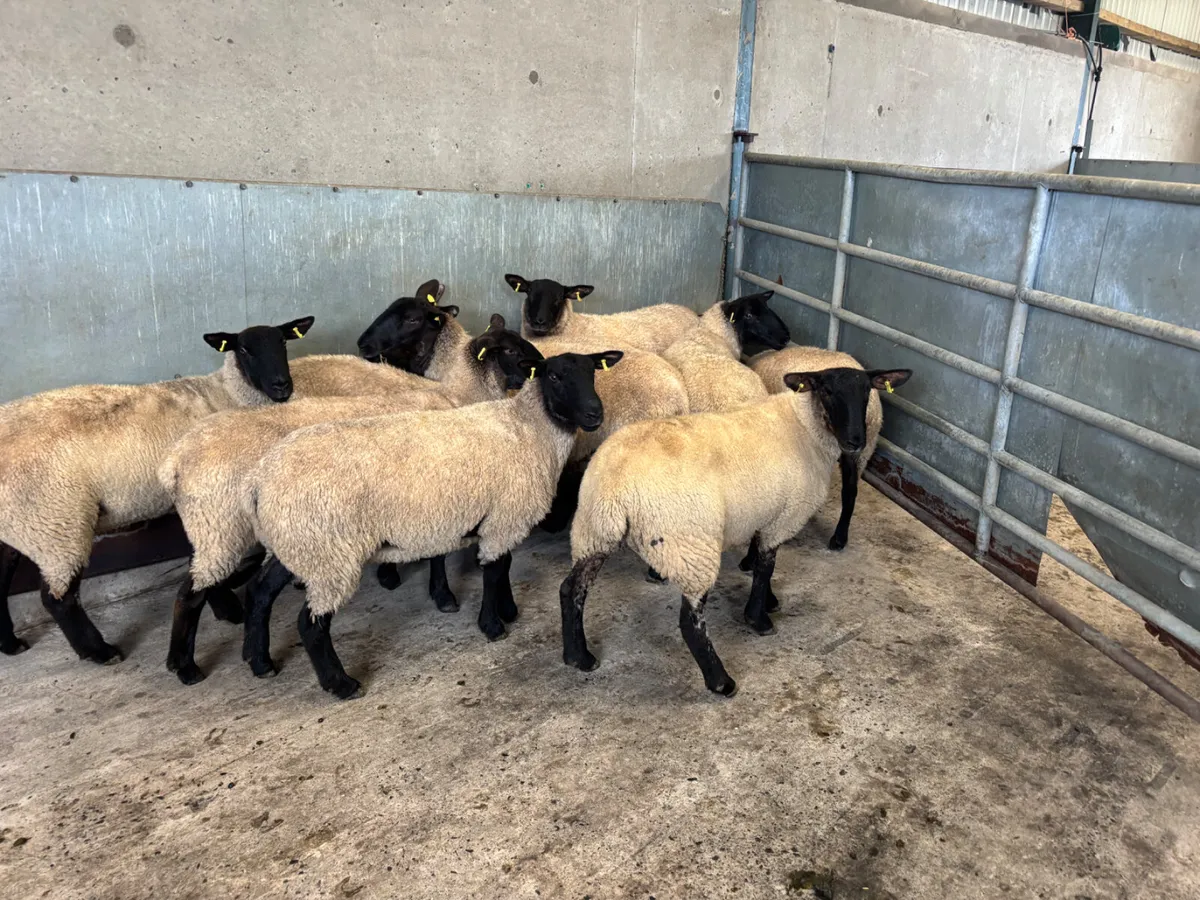 10 Suffolk hoggets - Image 3