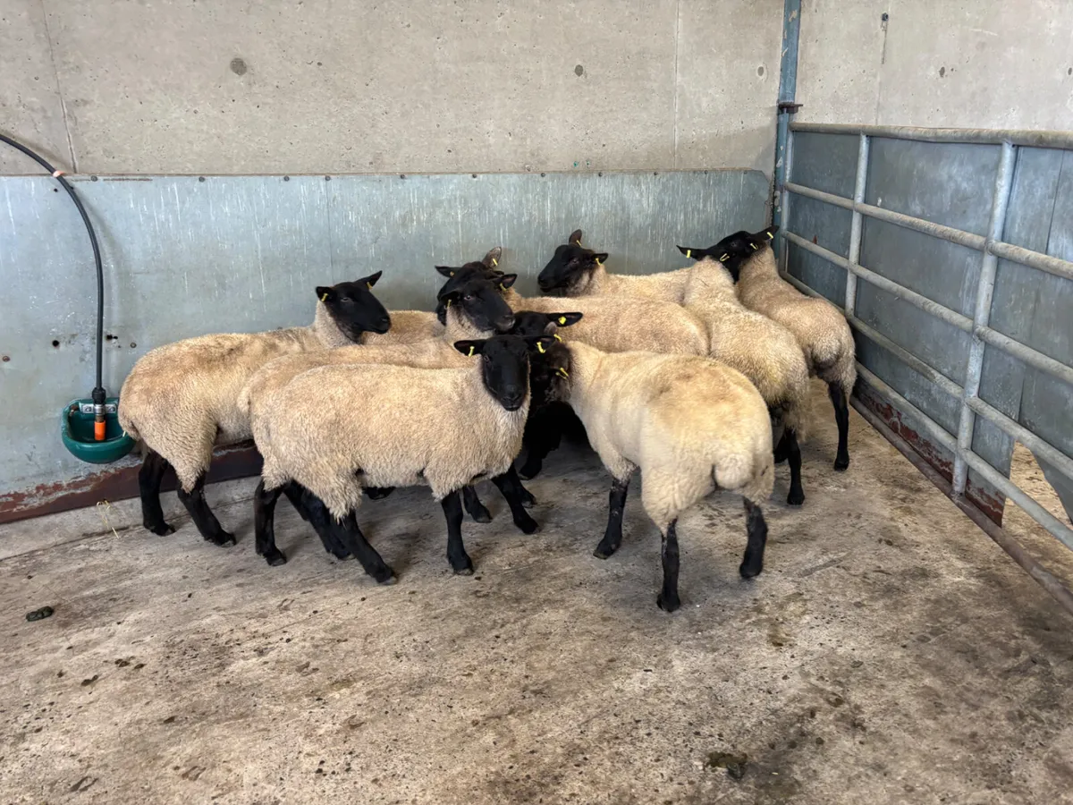 10 Suffolk hoggets - Image 2