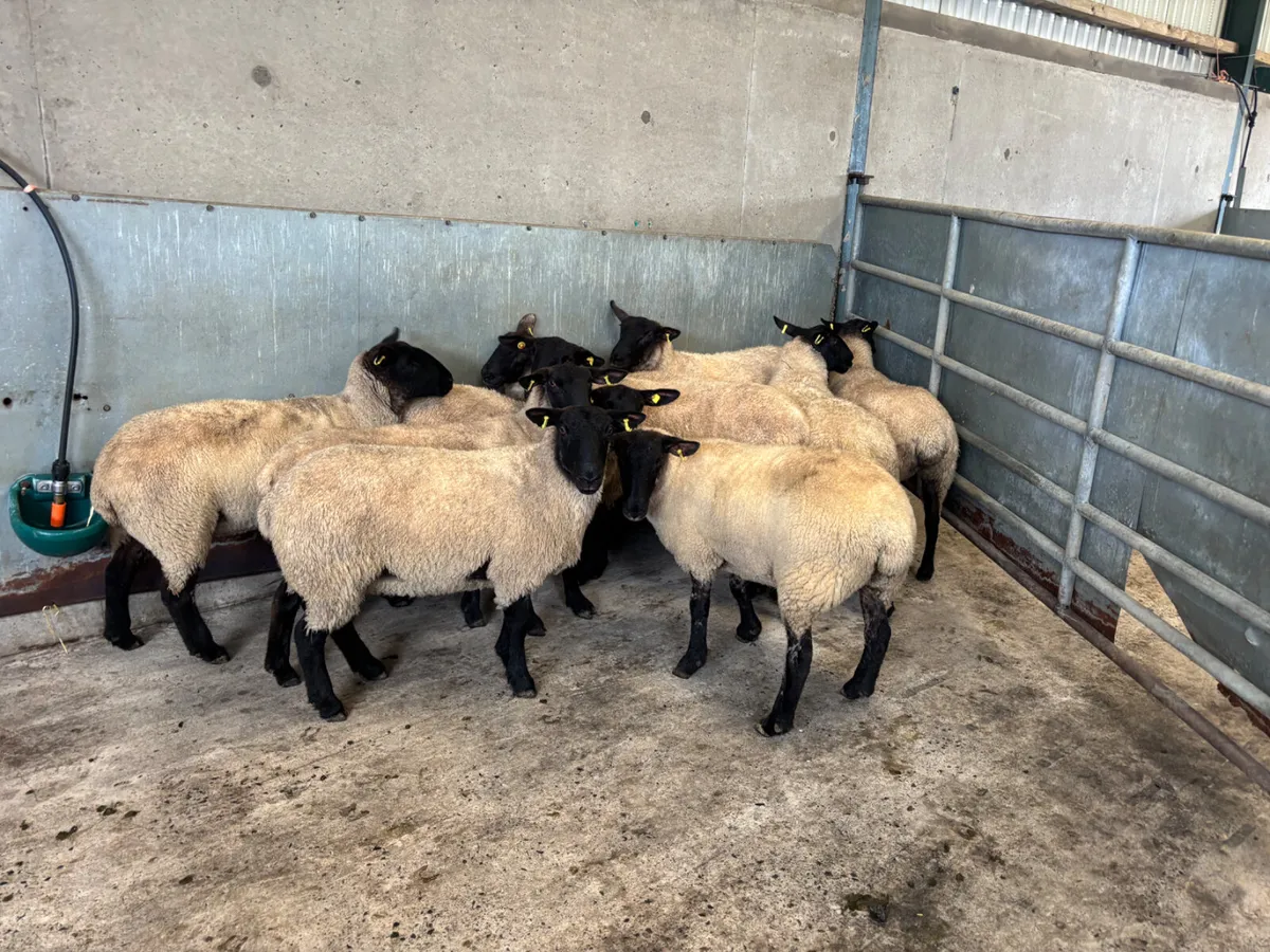 10 Suffolk hoggets - Image 1
