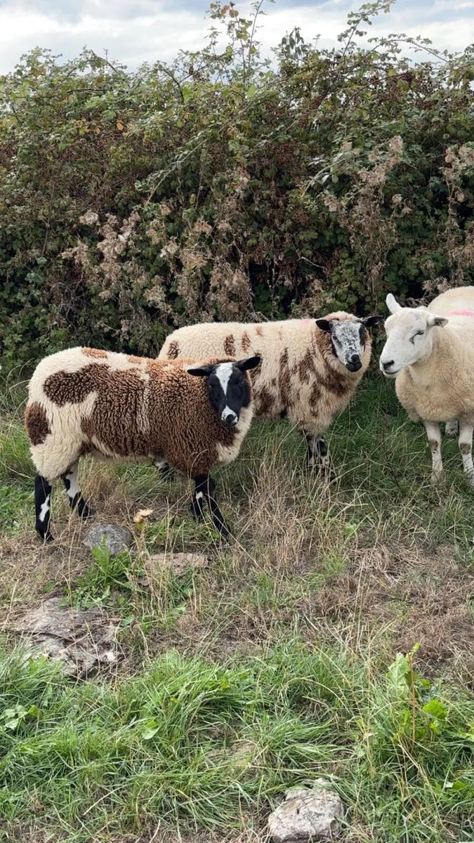 Pbnr dutch spotted - Image 3