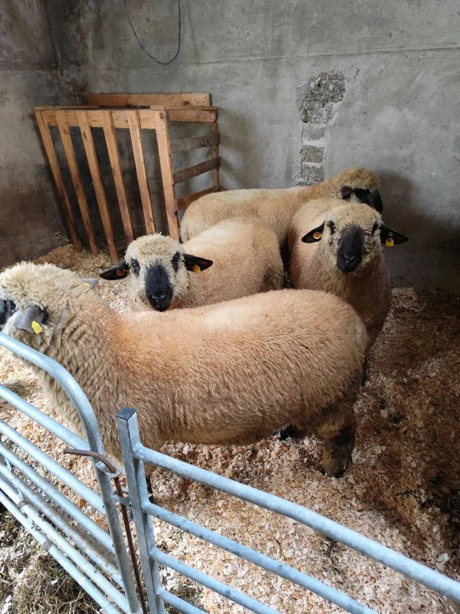 Sis eligible Hampshire down ram lambs - Image 3