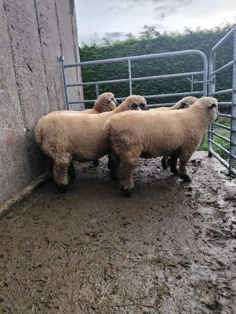 Sis eligible Hampshire down ram lambs - Image 2
