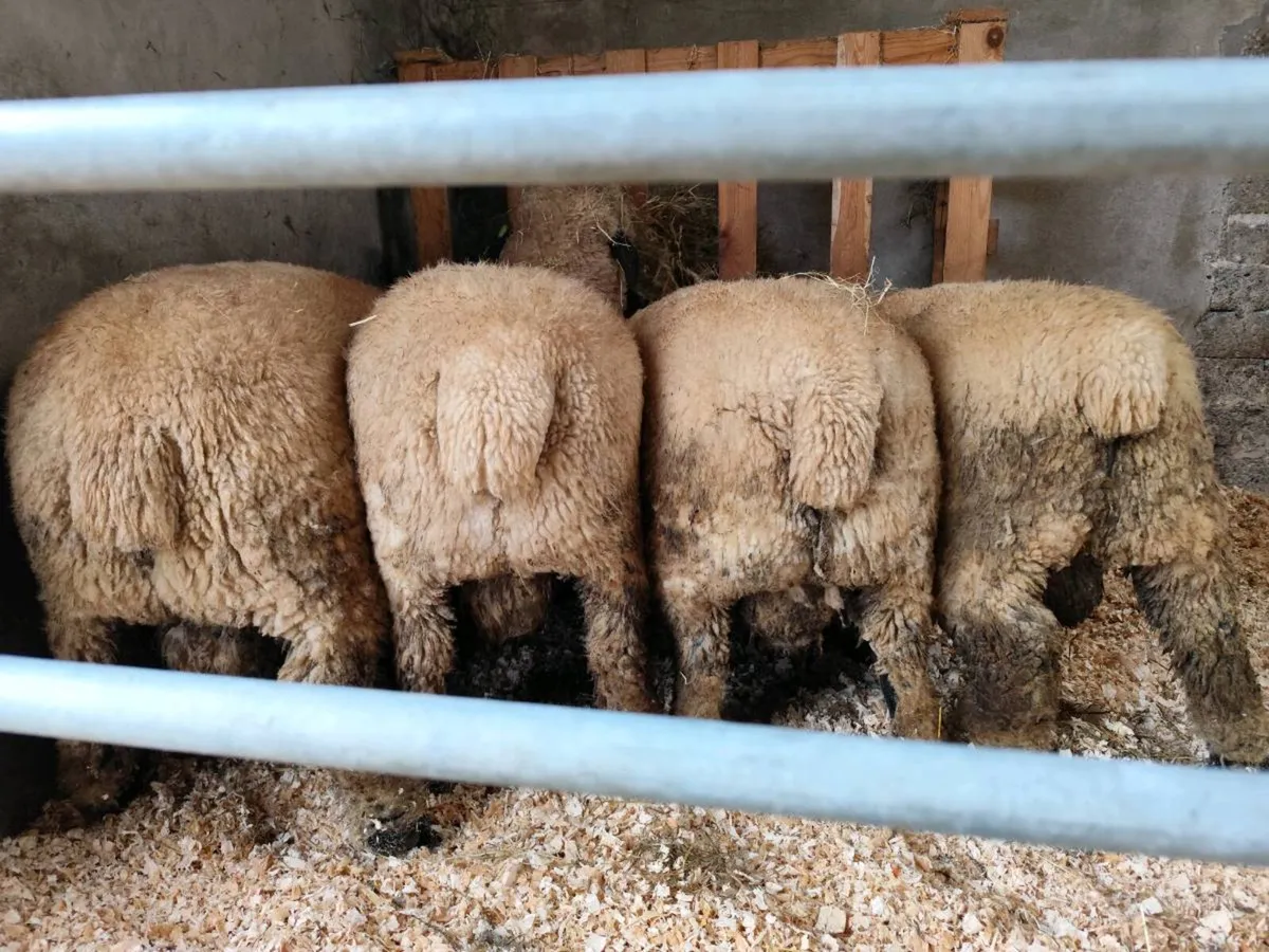 Sis eligible Hampshire down ram lambs - Image 4