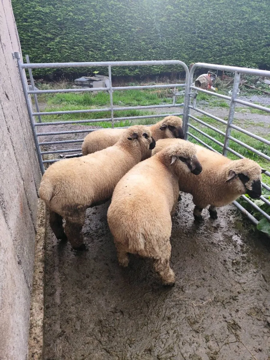 Sis eligible Hampshire down ram lambs - Image 1