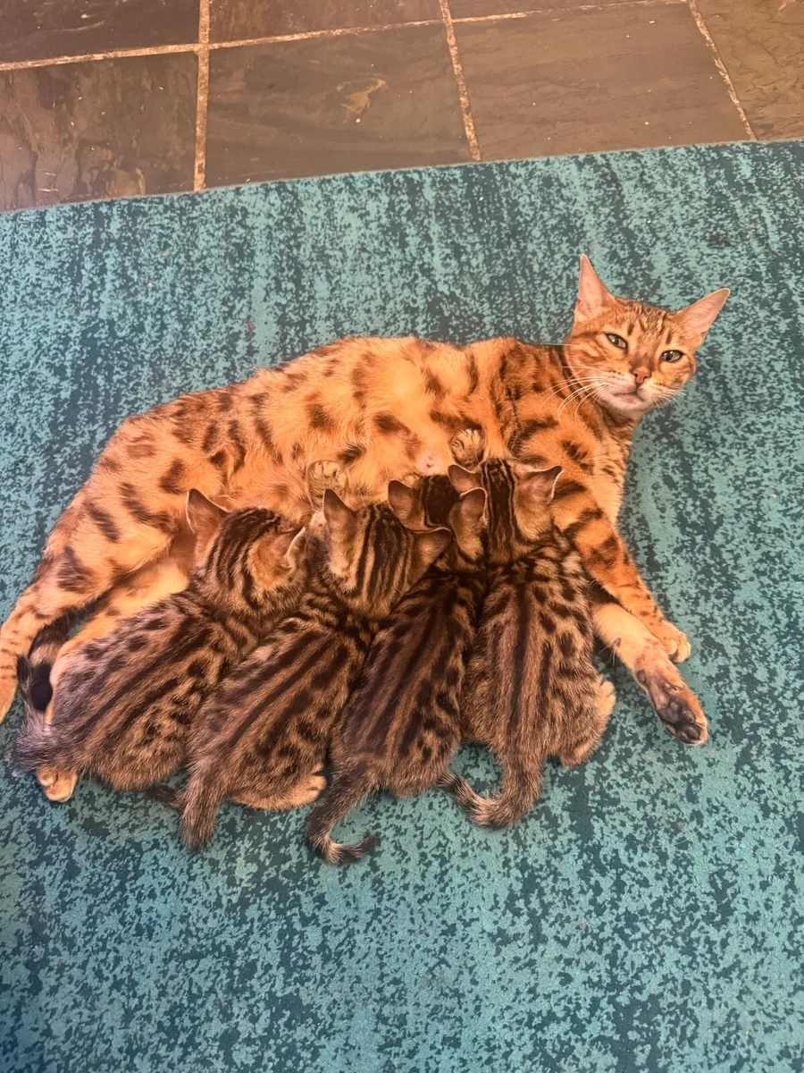 Mix Bengal Kittens - Image 2