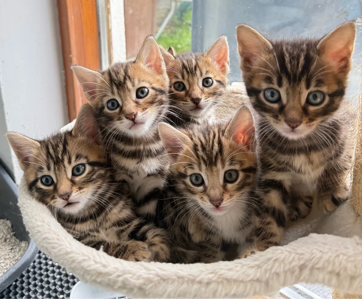 Mix Bengal Kittens - Image 1