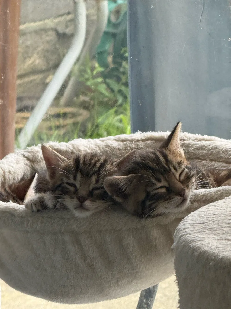 Mix Bengal Kittens - Image 3