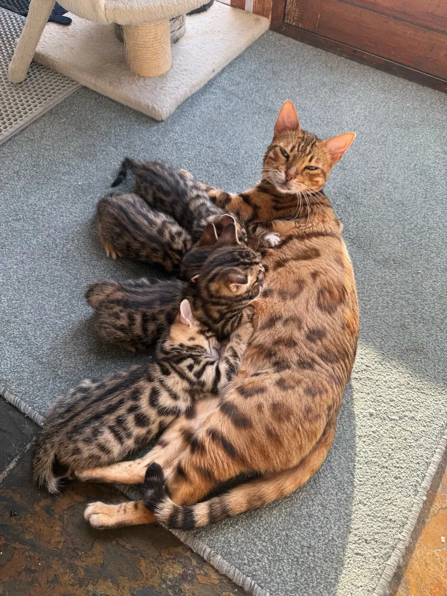 Mix Bengal Kittens - Image 4