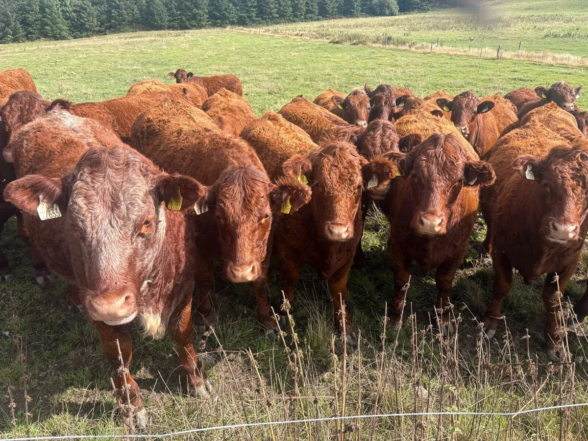 Farming - Image 2