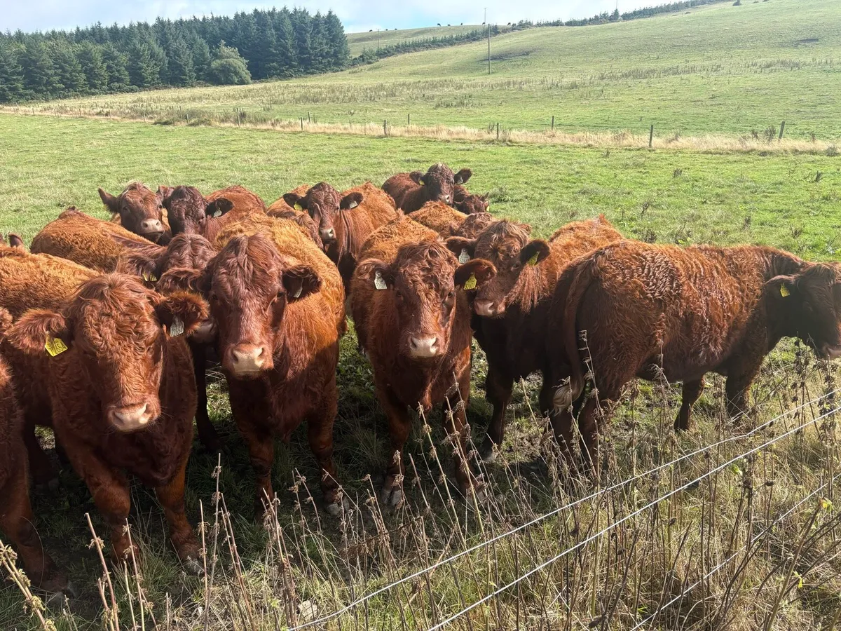 Farming - Image 3