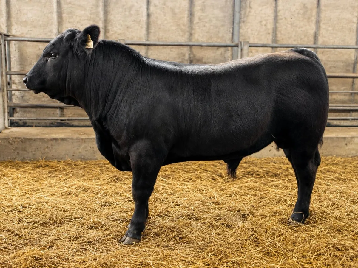 4 High-Star, High-Index Black Angus Weanling Bulls - Image 1