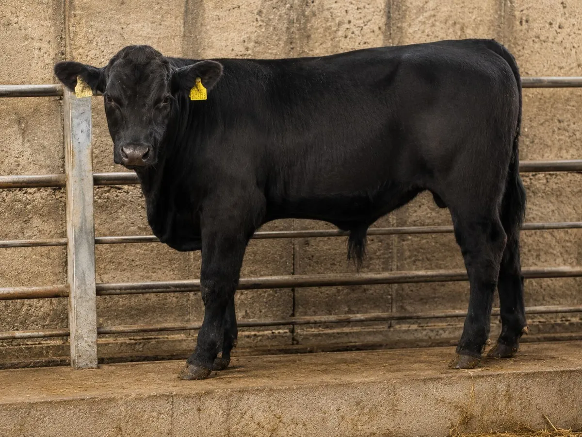 4 High-Star, High-Index Black Angus Weanling Bulls - Image 4