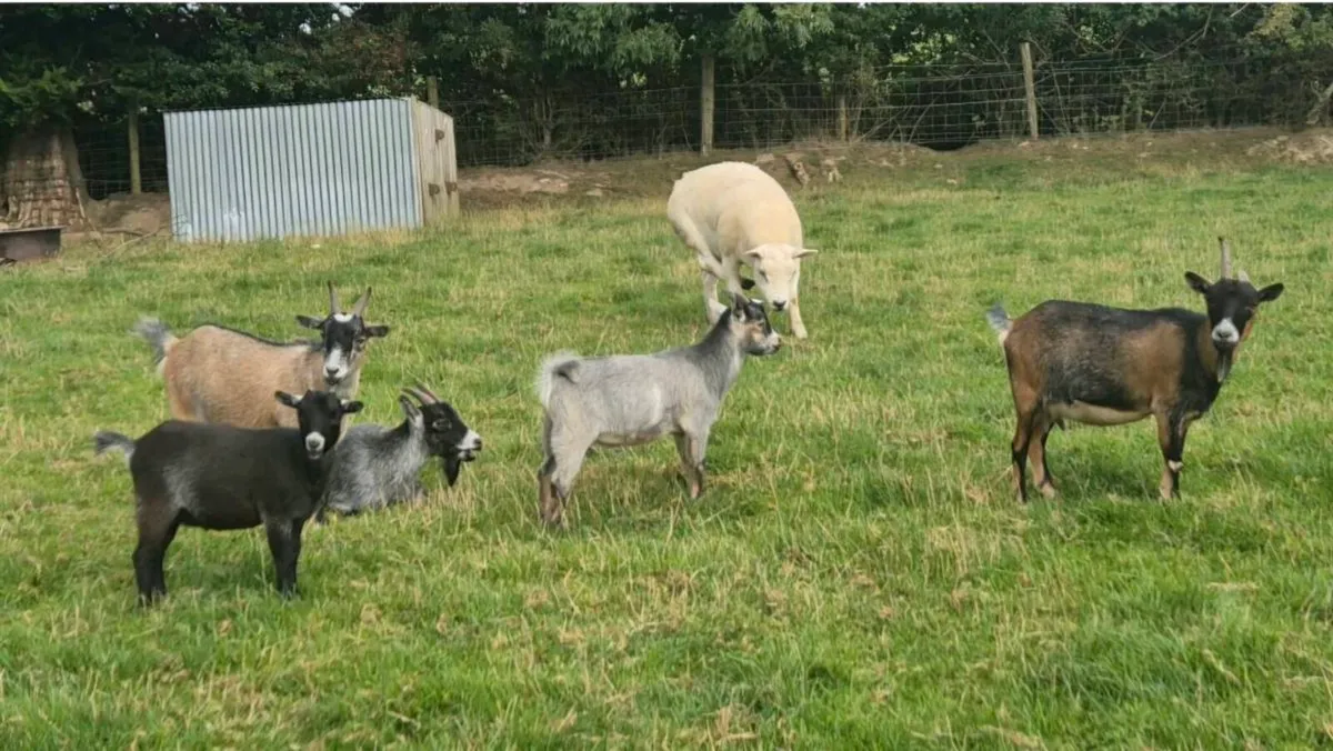 Pygmy Goats - Image 1