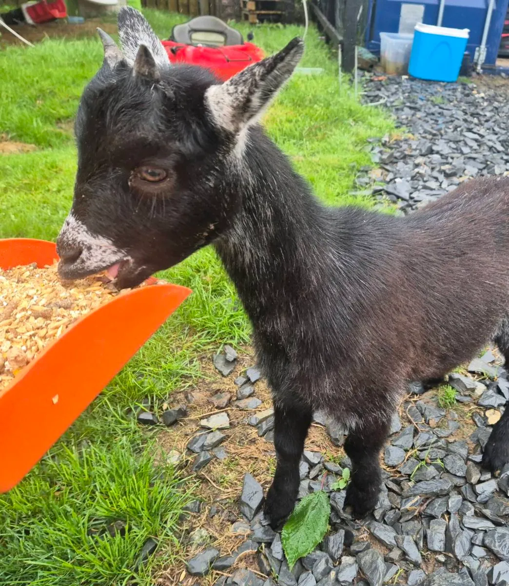 Pygmy Goats - Image 2