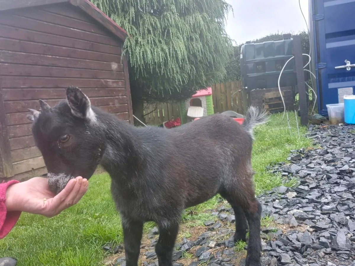Pygmy Goats - Image 3