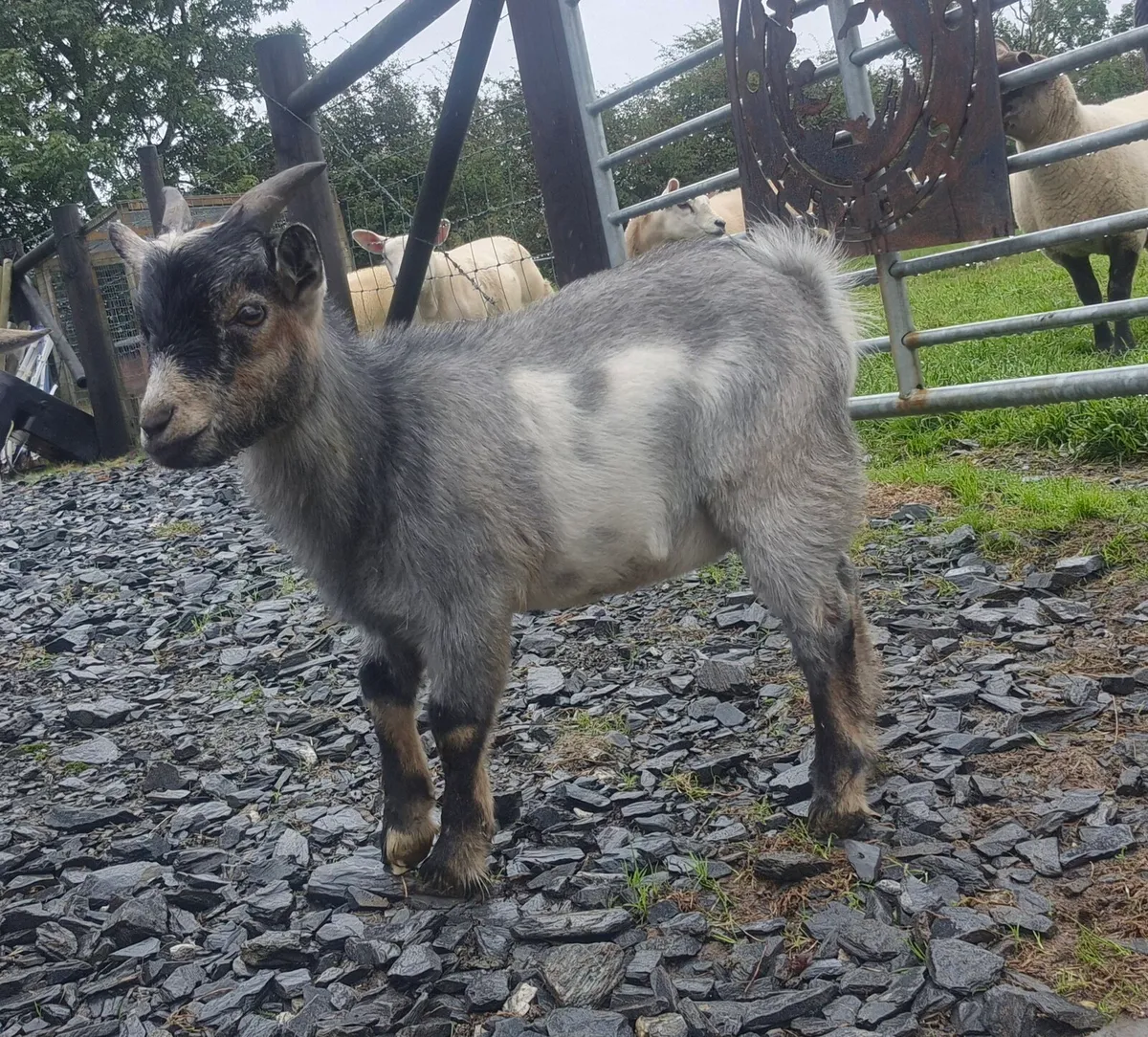 Pygmy Goats - Image 4