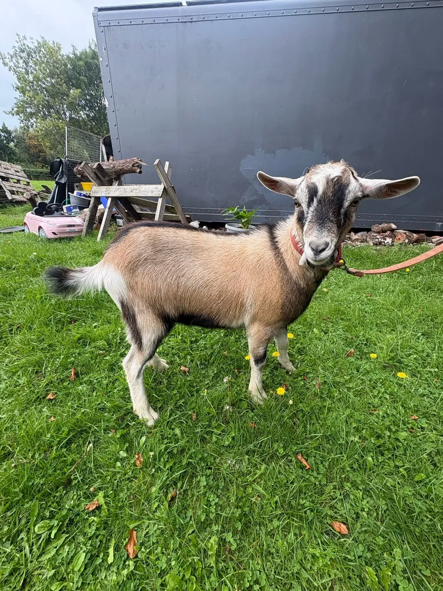 Goat Male - Image 1