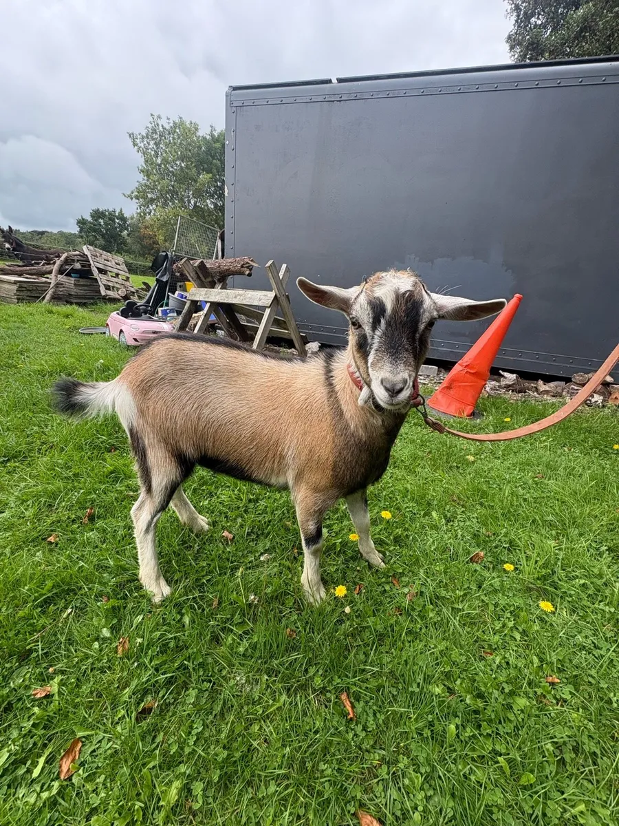 Goat Male - Image 2
