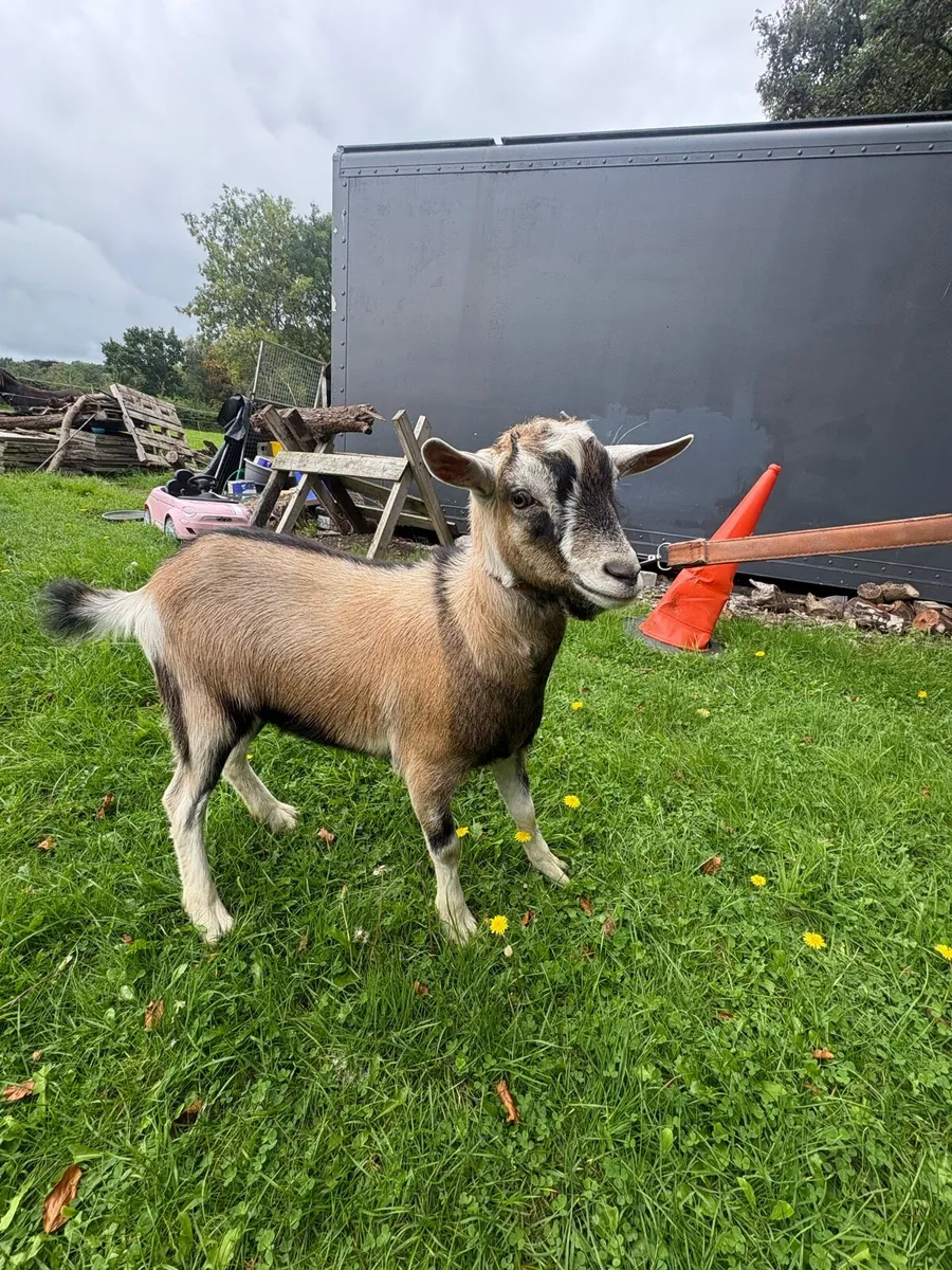 Goat Male - Image 3
