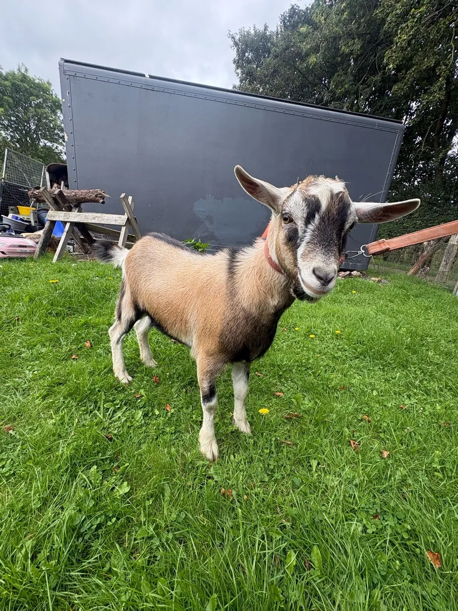 Goat Male - Image 4