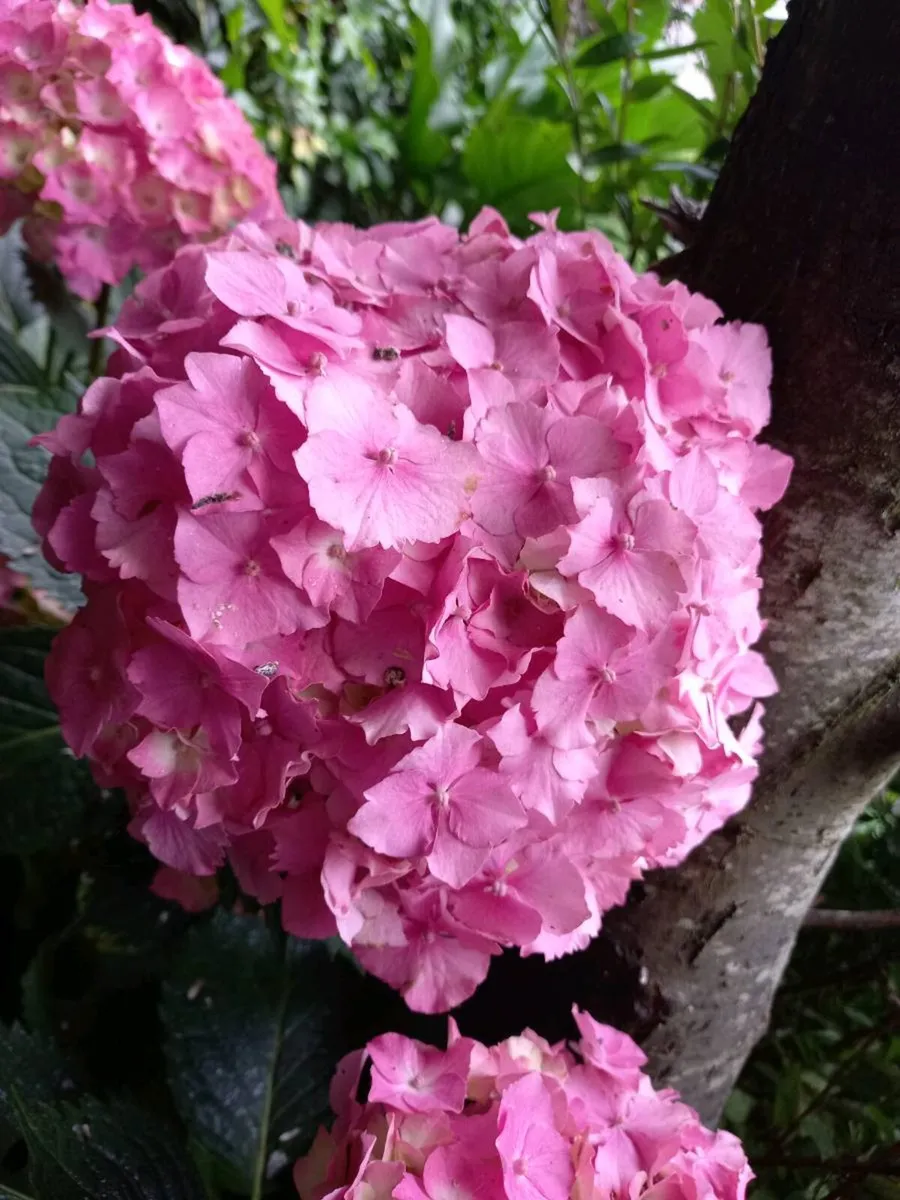 Shrubby hydrangeas brighten borders in mid to late - Image 3