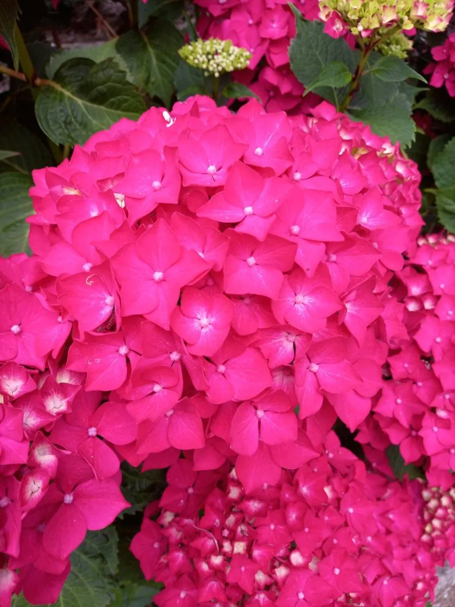 Shrubby hydrangeas brighten borders in mid to late - Image 4