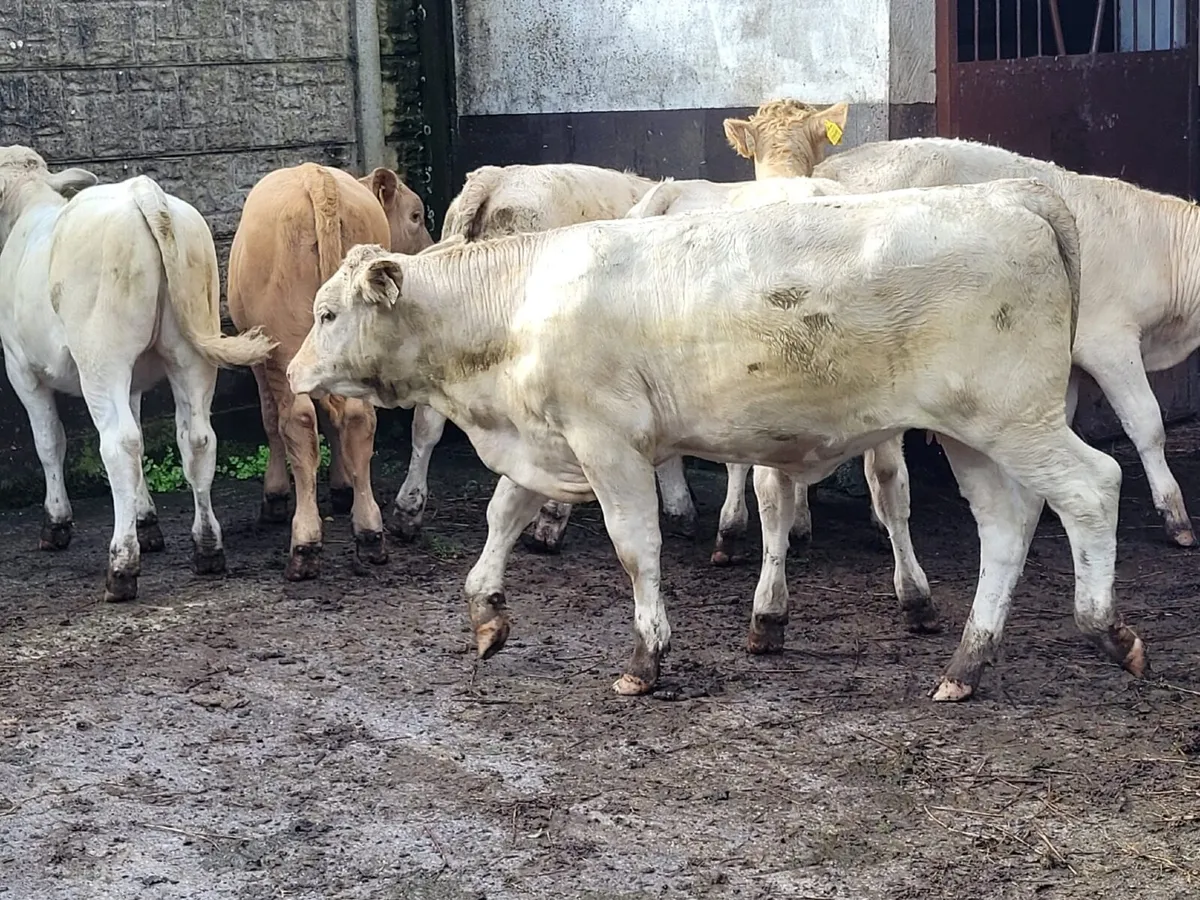 7 Heifer Weanlings - Image 2