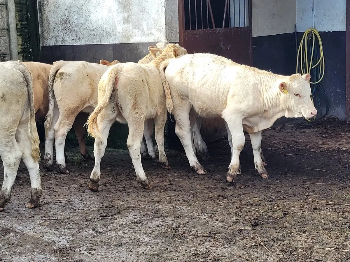 7 Heifer Weanlings - Image 4