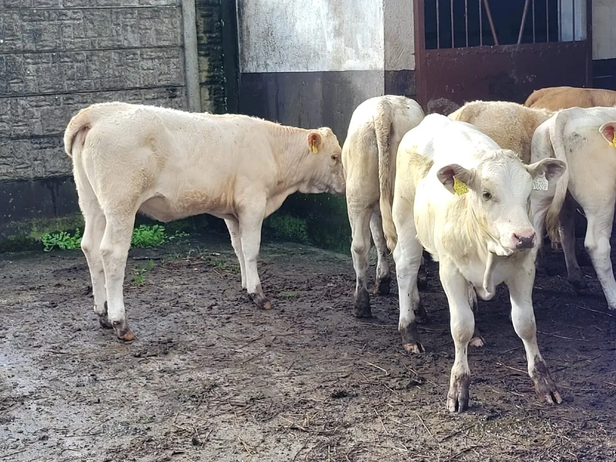 7 Heifer Weanlings - Image 3