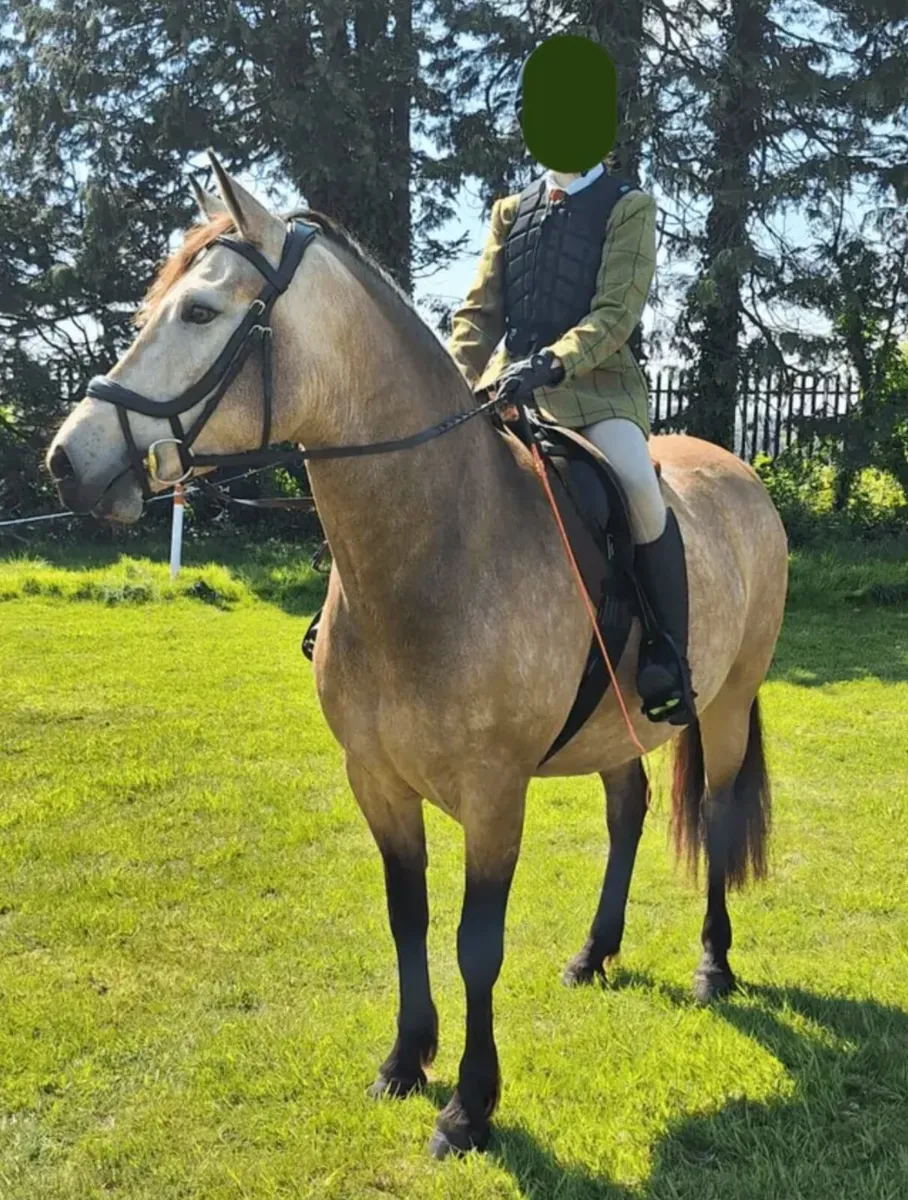 147 cm Class 1 Dun Connemara Mare - Image 1