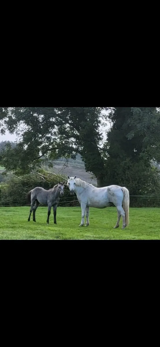 Connemara colt foal - Image 2