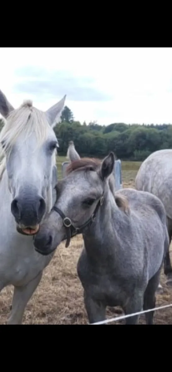 Connemara colt foal - Image 3