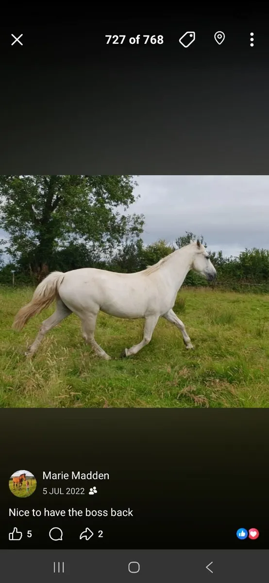 Connemara colt foal - Image 4